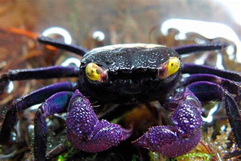 vampire crab tsuki